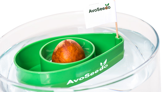 AvoSeedo - Grow your own Avocado Tree Evergreen