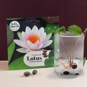 Lotussamen