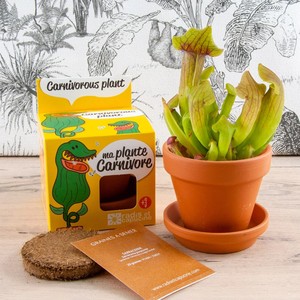 Purple Pitcher Plant Growing Kit
