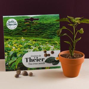 China Tea Tree Seed Kit