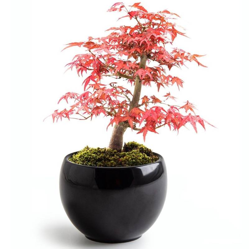 Bonsai Growing Kit Red Maple