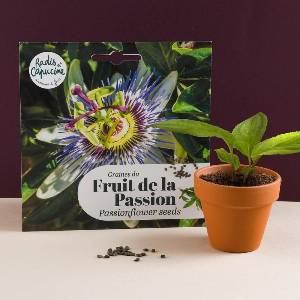 Passionsfrucht-Samen