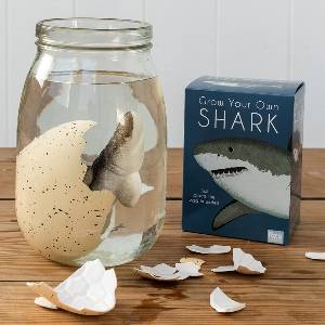 Grow your own shark
