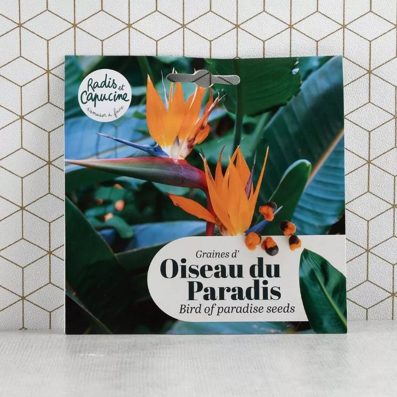 Kit de graines d'Oiseau du paradis
