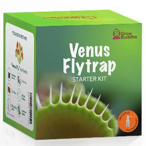 Grow Your Own Venus Flytrap Starter Kit