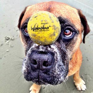 Waboba Fetch Dogball