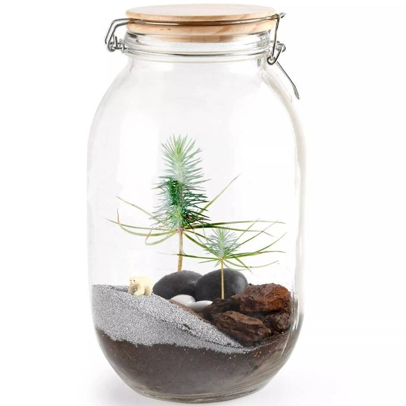 DIY Christmas Tree Terrarium
